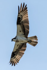 Osprey Soaring Overhead