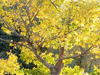 Naklejka na ściany i meble 日本の田舎の風景　11月　夕陽に染まる山の木々　黄葉
