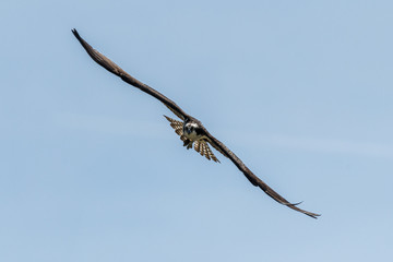 Fototapeta na wymiar Osprey in Flight with its Wings Spread