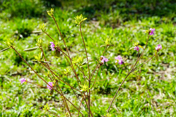 young rosemary tree, first flowering, rhododendron on a green background, pink flowers
