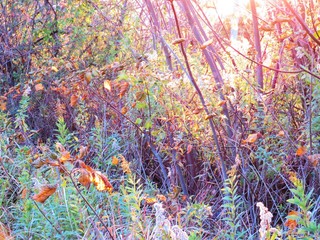 日本の田舎の風景　11月　夕陽に照らされた秋の草叢