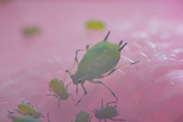 Aphids on the petal of rose flowers in Japan