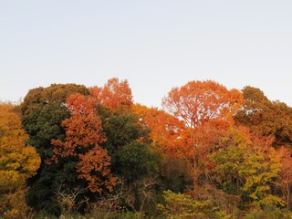 日本の田舎の風景　11月　夕陽に染まる山の木々