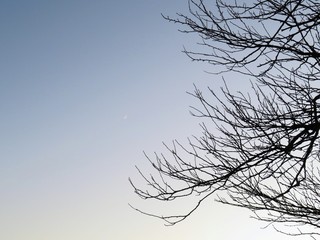 日本の田舎の風景　11月　夕暮れの梢と三日月