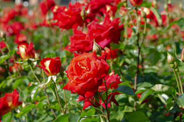 赤いバラ