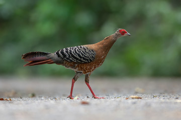 Beautiful female chickens are standing on the road in the natural forest, siamese fireback