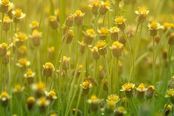 Many yellow flowers bloom in the evening