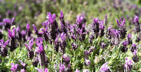 Lavender and Bees