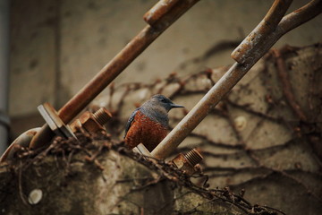 bird living in a concrete town