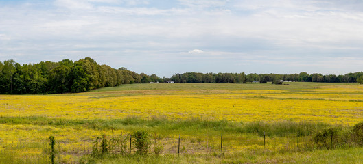 Southern summer landscape with trees and clouds