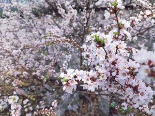 many Apple flowers. flowering tree