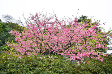 Cherry blossoms in the park.