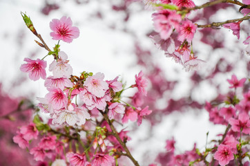 Cherry blossoms in the park.