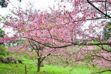 Fototapeta premium Cherry blossoms in the park.