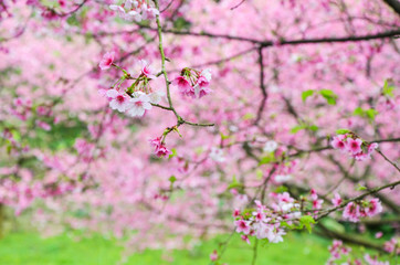 Naklejka premium Cherry blossoms in the park.