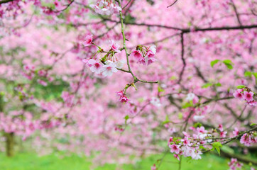 Cherry blossoms in the park.