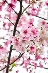 Cherry blossoms in the park.