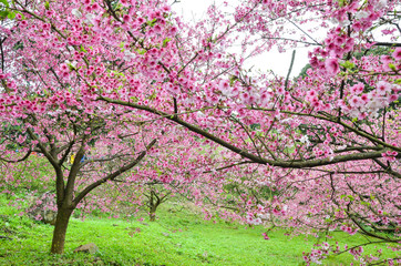 Fototapeta premium Cherry blossoms in the park.