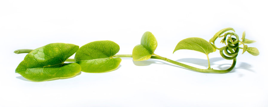 Tinospora cordifolia, heart-leaved moonseed, giloye herbal plant