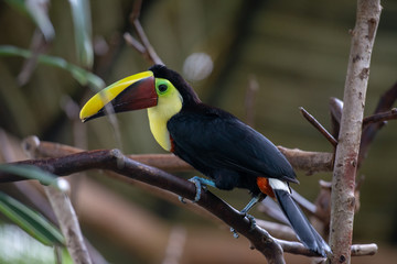 Toucan
