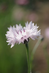 Obraz premium 矢車草