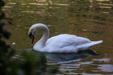 Obraz premium swan on the water