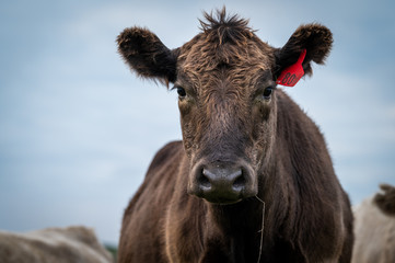 Beef cows and calfs grazing on grass in south west victoria, Australia. eating hay and silage....