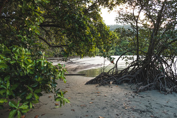 Mangrove forest in Australia growing from water