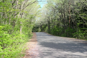 新緑の山道