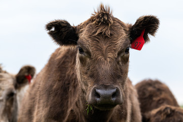 Beef cows and calfs grazing on grass in south west victoria, Australia. eating hay and silage....