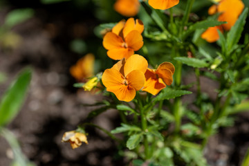 A picture of some orange viola flowers.    Vancouver BC Canada
