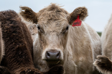 Beef cows and calfs grazing on grass in south west victoria, Australia. eating hay and silage....