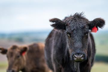 Beef cows and calfs grazing on grass in south west victoria, Australia. eating hay and silage....