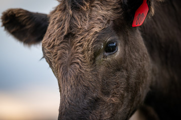 Beef cows and calfs grazing on grass in south west victoria, Australia. eating hay and silage....