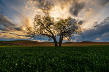 Fototapeta premium Sunset with Lone Tree in a green field