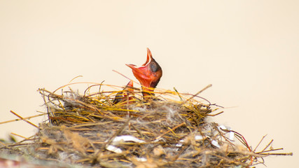 New born nightingale baby birds