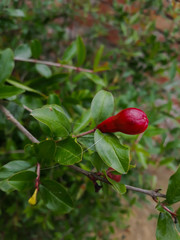 Red pomegranate with leaves on tree.