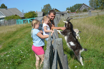 In the village, on a warm summer day, children play with a domestic goat. 
