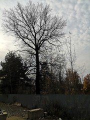 A leafless tree behind a fence against a gray sky with clouds and yellow trees