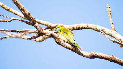 Merops orientalis A Green Bee-eater in  Bhopal kerwa dam