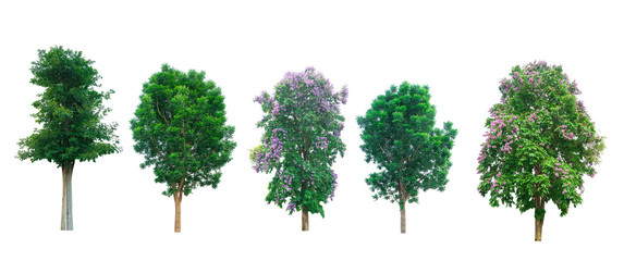 Fototapeta premium Isolated trees on white background , The collection of trees.