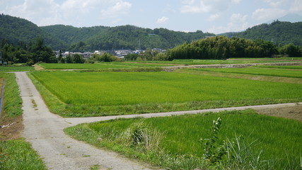 Obraz premium Paddy field in Japanese countryside