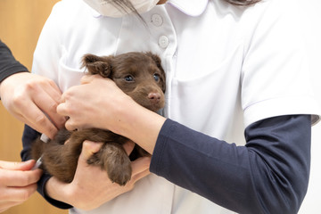 Miniature dachshund puppies vaccinated in veterinary clinic