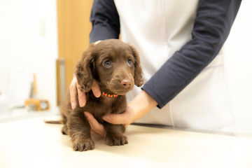 Miniature dachshund puppies vaccinated in veterinary clinic