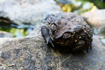 A dark-colored Thai toad, rough skin, is on a stone near the pool.