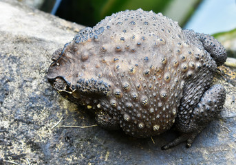 A dark-colored Thai toad, rough skin, is on a stone near the pool.