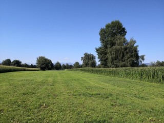 green field and blue sky