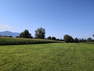 landscape with green grass and blue sky