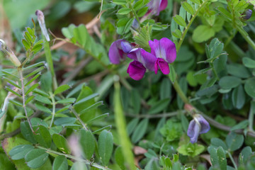 Obraz premium カラスノエンドウ花図鑑