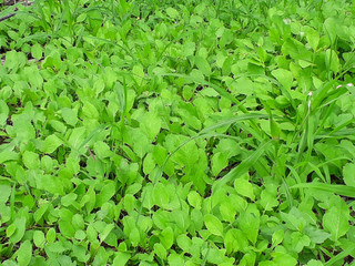 Fototapeta na wymiar Little leaf of Mustard Greens (Ensabi) at Farm village. Sarawak.